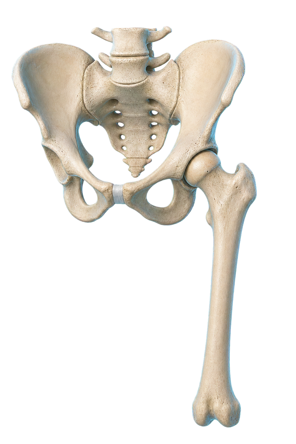 Three-dimensional reconstruction of a pelvis and left femur